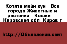 Котята мейн кун - Все города Животные и растения » Кошки   . Кировская обл.,Киров г.